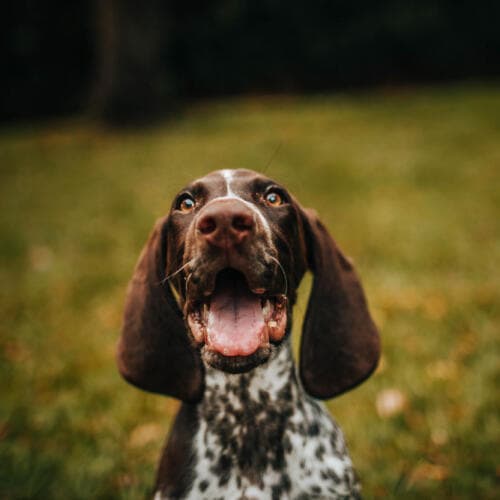 Scout — original photo