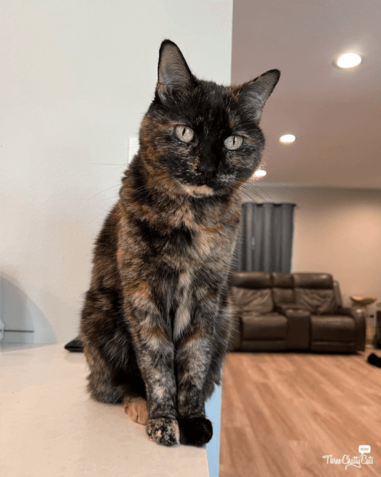 Luna — original photo