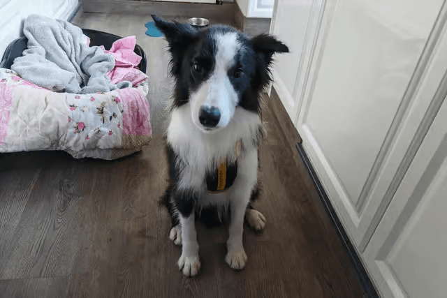 Pepper — original photo