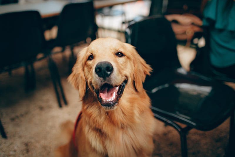 Original golden retriever photo